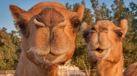 Camel Wallpaper 1080p