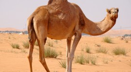 Camel Wallpaper