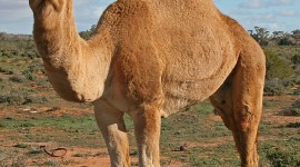 Camel Wallpaper For Android