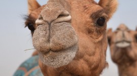 Camel Wallpaper HD