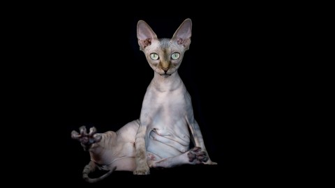 Cat Sphynx wallpapers high quality