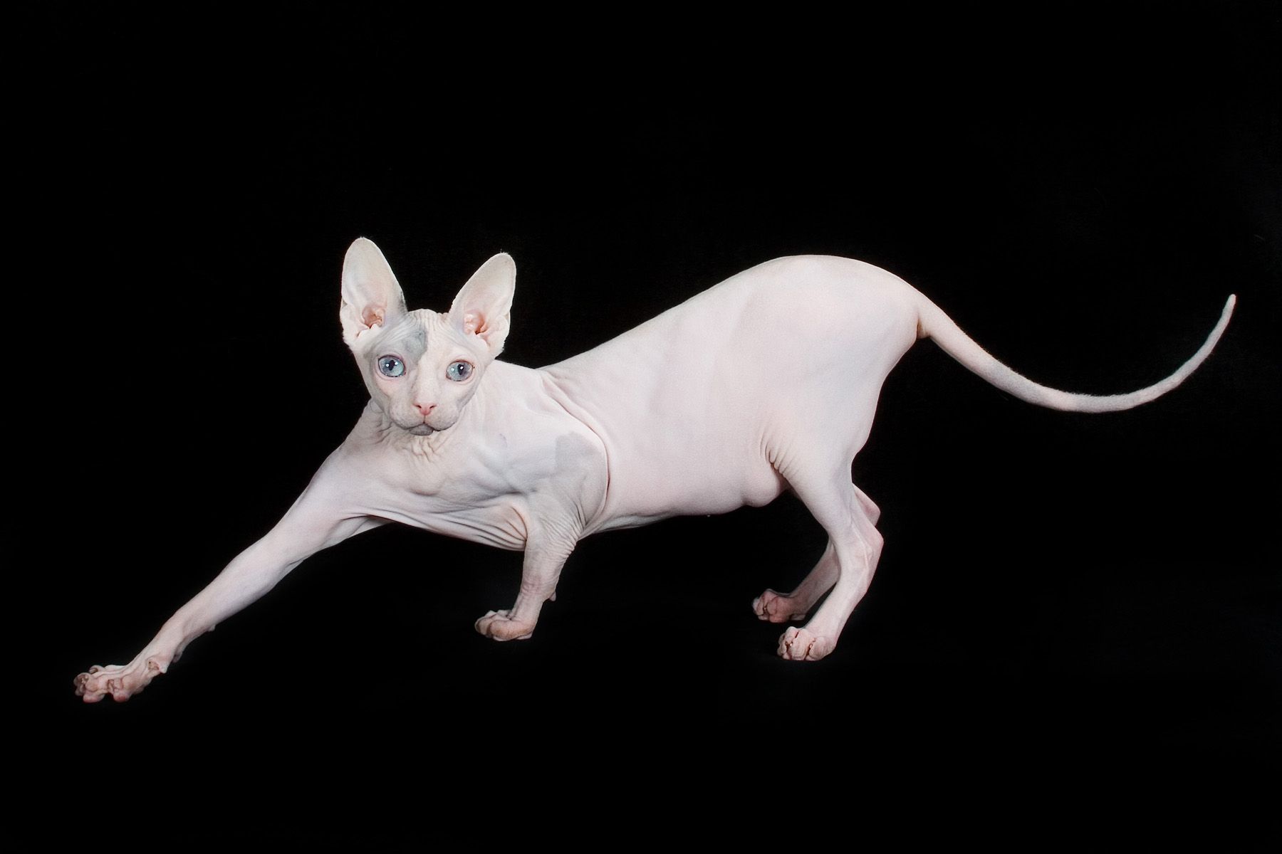 Cat Sphynx Wallpapers High Quality | Download Free