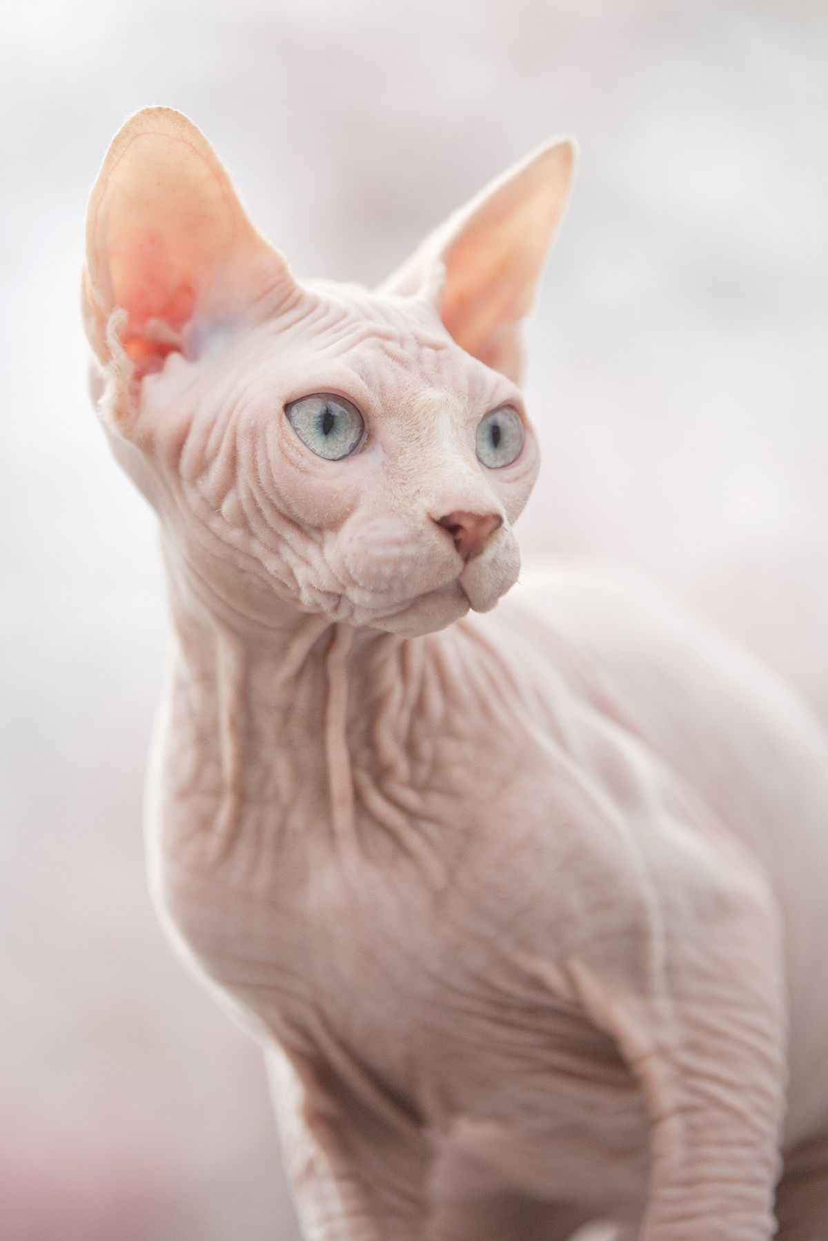 Cat Sphynx Wallpapers High Quality | Download Free