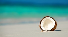 Coconuts Best Wallpaper