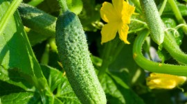 Cucumbers Photo Free