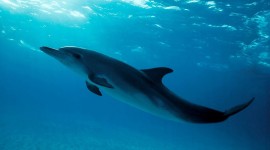 Dolphins Picture Download