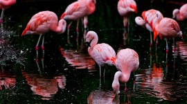 Flamingo Desktop Wallpaper