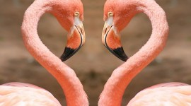 Flamingo Desktop Wallpaper Free