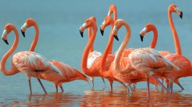 Flamingo Desktop Wallpaper HD
