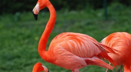 Flamingo High Quality Wallpaper