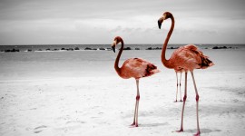 Flamingo Wallpaper Download Free