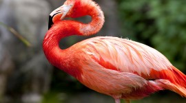 Flamingo Wallpaper For PC