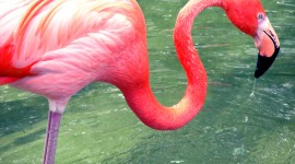 Flamingo Wallpaper High Definition