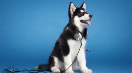 Headphones and Animals Desktop Wallpaper