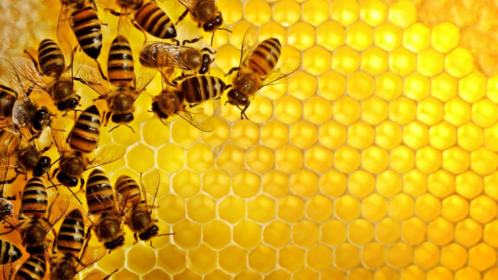 Honey wallpapers HD