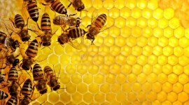 Honey Best Wallpaper