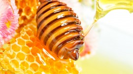 Honey Desktop Wallpaper