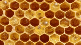 Honey High Quality Wallpaper