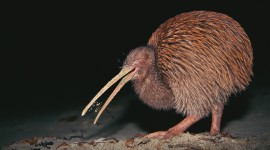 Kiwi Bird Photo
