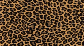 Leopard Print Best Wallpaper