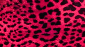 Leopard Print High Quality Wallpaper