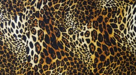 Leopard Print Wallpaper Download