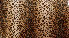 Leopard Print Wallpaper Download Free