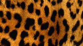 Leopard Print Wallpaper For Mobile