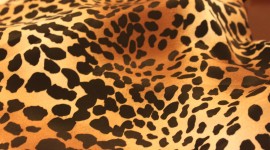 Leopard Print Wallpaper Free