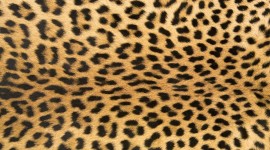 Leopard Print Wallpaper Gallery
