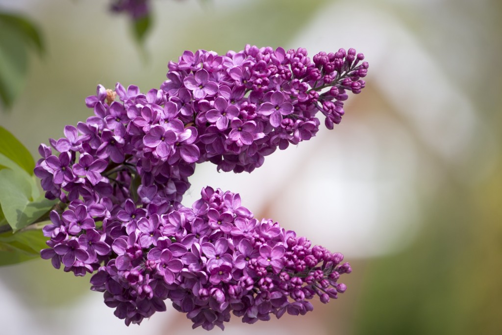 Lilac wallpapers HD