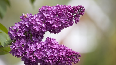 Lilac wallpapers high quality