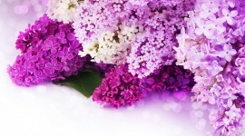 Lilac Wallpaper Gallery