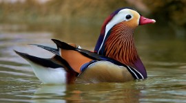 Mandarin Bird Wallpaper Download Free