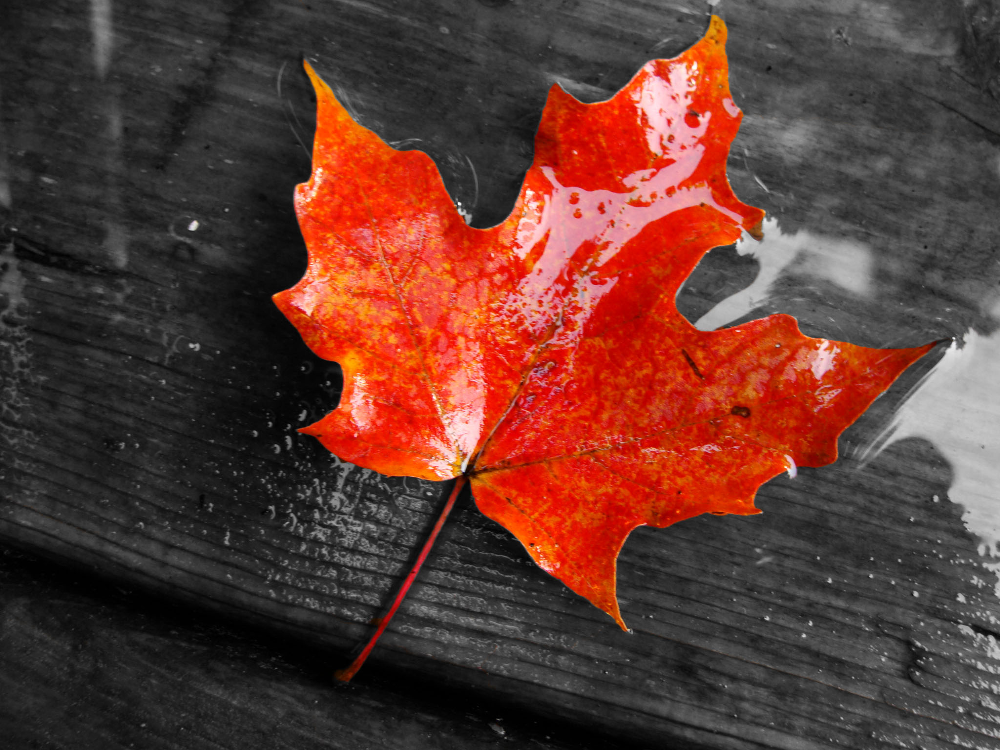 Maple Leaf Desktop Wallpaper