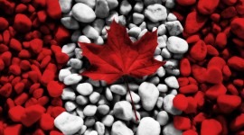 Maple Leaf Wallpaper Download Free
