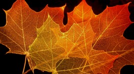 Maple Leaf Wallpaper For Desktop