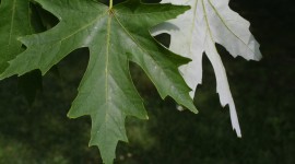 Maple Leaf Wallpaper HD