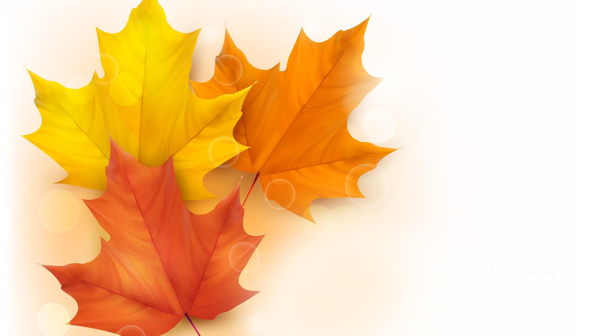 Maple Leaf Wallpapers High Quality | Download Free