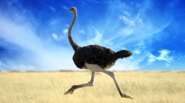 Ostrich Wallpaper For Desktop