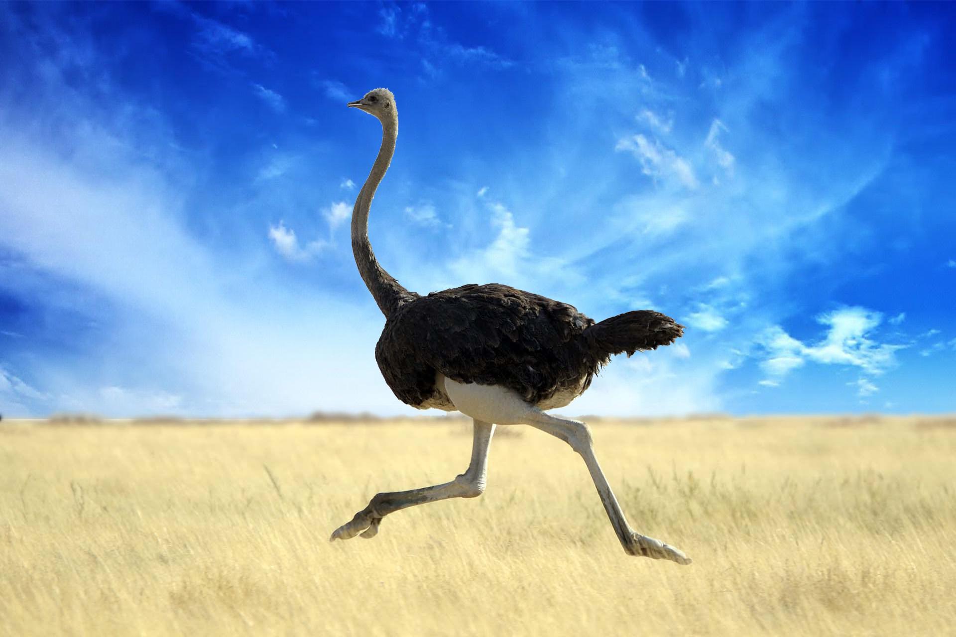 Ostrich Wallpapers High Quality Download Free HD Wallpapers Download Free Images Wallpaper [wallpaper981.blogspot.com]