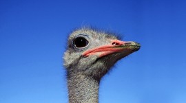 Ostrich Wallpaper For PC