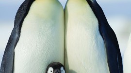 Penguins Wallpaper For IPhone