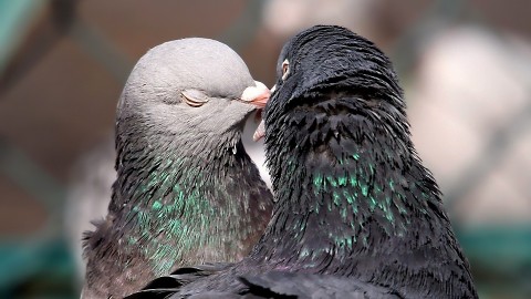 Pigeons wallpapers high quality