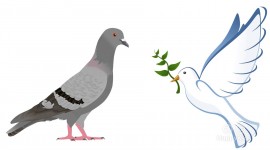 Pigeons Image