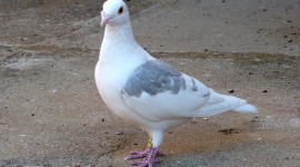 Pigeons Photo#2