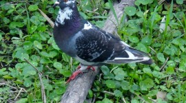 Pigeons Photo#3