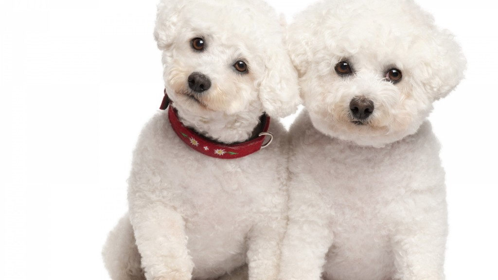 Poodle wallpapers HD