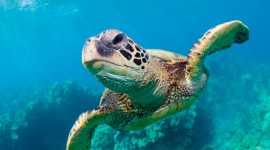 Sea ​​Turtles Desktop Wallpaper For PC