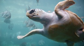 Sea ​​Turtles Desktop Wallpaper Free